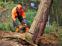 Best Stump Grinding and Removal  in Dixon Lane Meadow Creek, CA